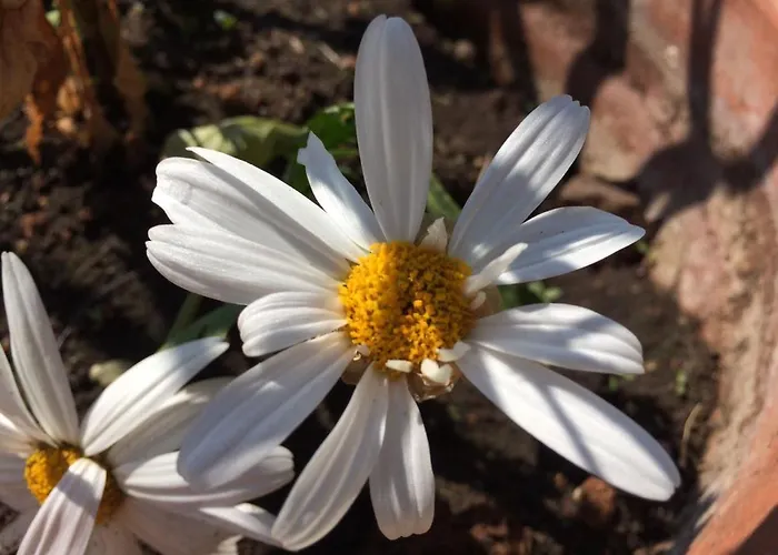 Fiori E Massi Frühstückspension