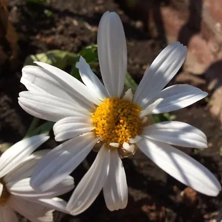 Fiori E Massi Panzió